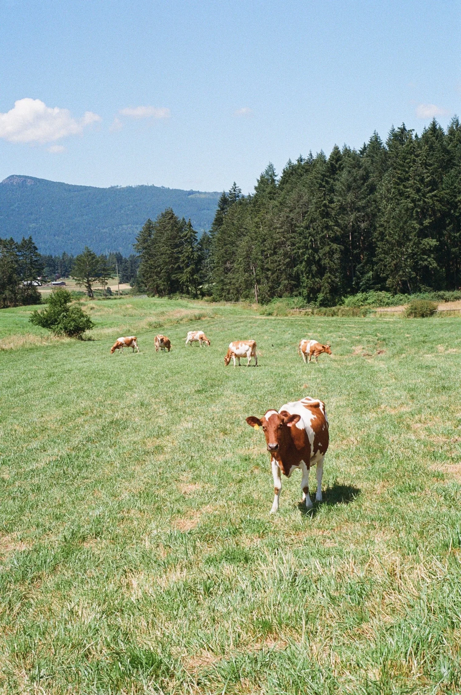 Local farm — where the organic dairy comes from